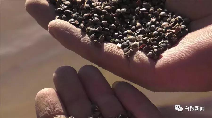 探访80后创业者平川区黄峤镇峤山村村民贠建诚