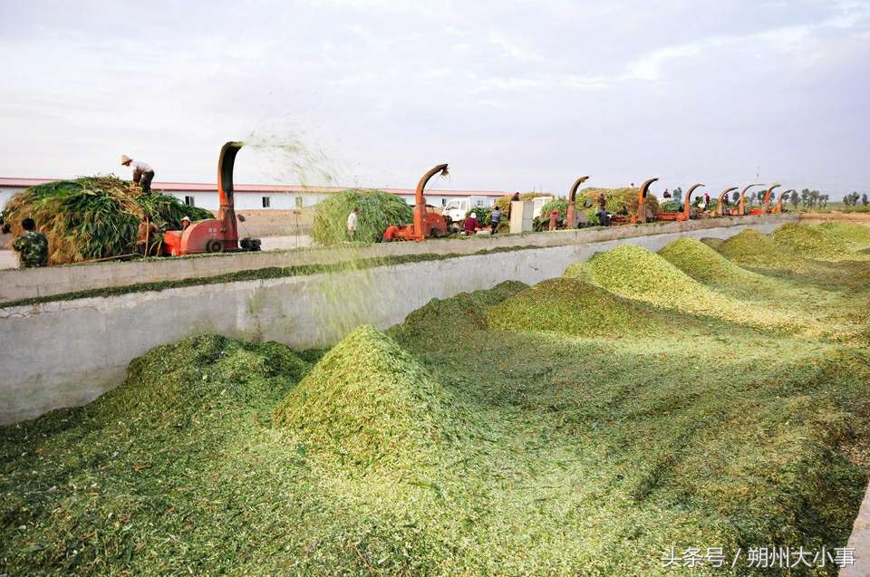 龙头舞完整版,龙头舞视频大全