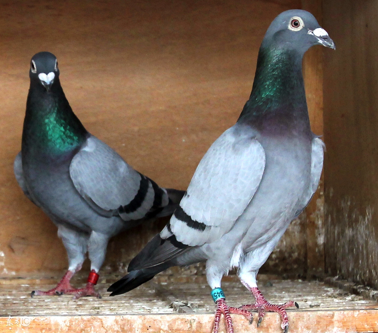 养鸽一般几种粮食配料,养鸽最忌讳的食物
