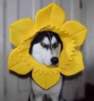 哈士奇千千万，目前网上的“网红”哈士奇是哪条呢？