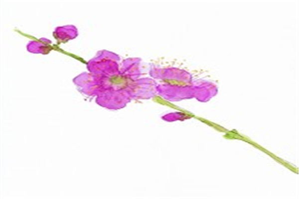 春天的古诗大全100首二年级,小学二年级下册古诗必背70首