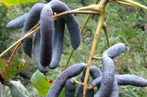 盘点世界上的奇特的水果,世界最奇葩罕见的20种水果