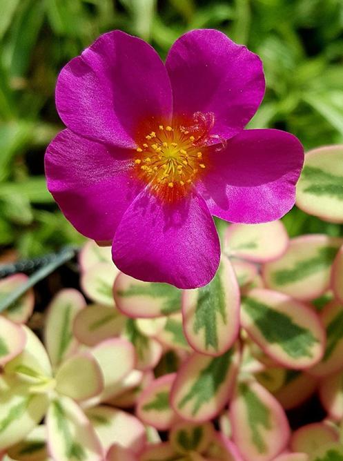 马齿苋在花盆怎么种,花盆怎么种马齿苋