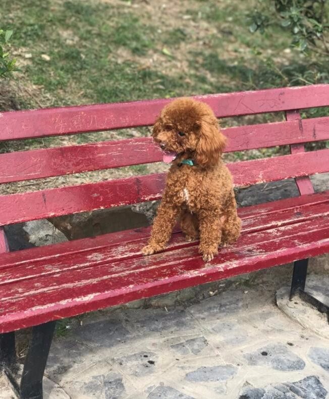 家里养了只泰迪再养一只什么狗,家里养了一只泰迪和一只拉布拉多