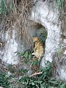 和平精英开物理外挂会被封号吗,吃鸡游戏怎么玩才能不被封号