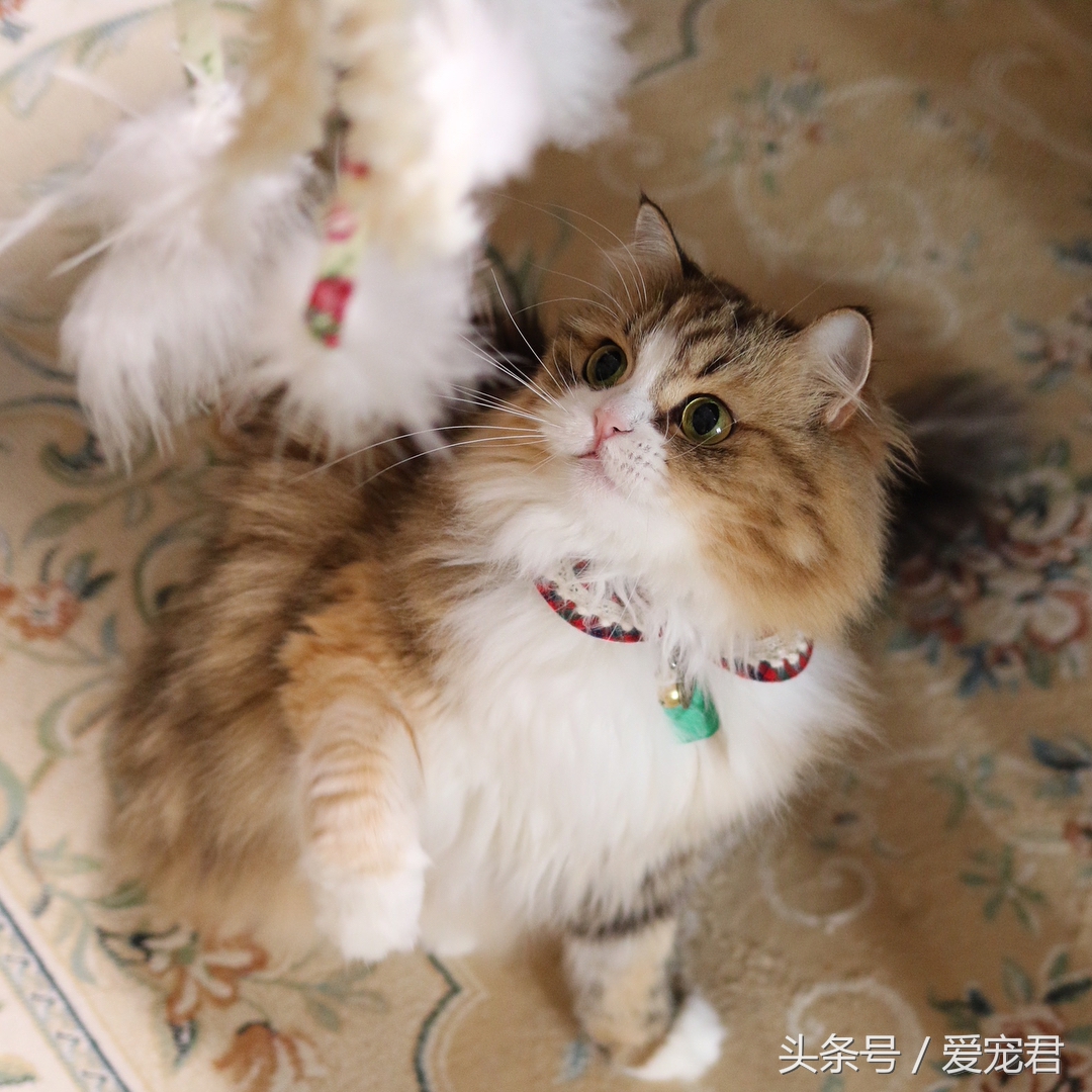 猫咪乱咬东西怎么纠正,猫咪乱咬东西怎么教训它