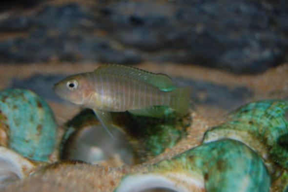 三湖慈鲷坦湖之美活体热带观赏鱼,常见的三湖小型鲷鱼有哪些