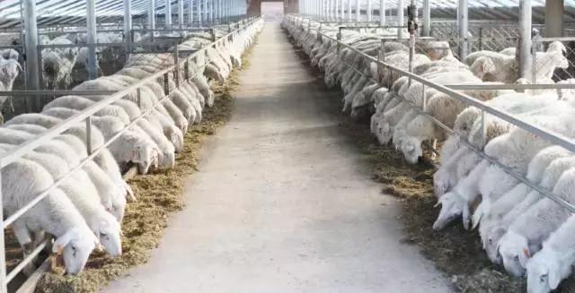 亿万级畜牧业航母深藏晋中太谷，源坤实业图腾的密码