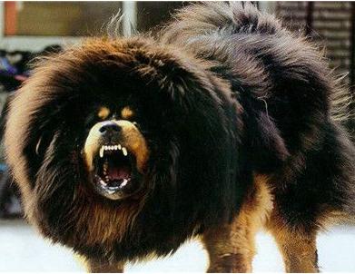 犬种百科之大白熊犬,犬种百科之澳大利亚梗犬