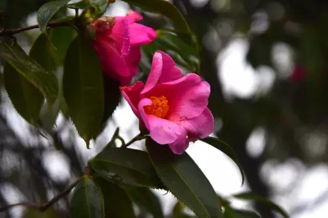 彭水摩围山旅游攻略,彭水摩围山风景区演出活动