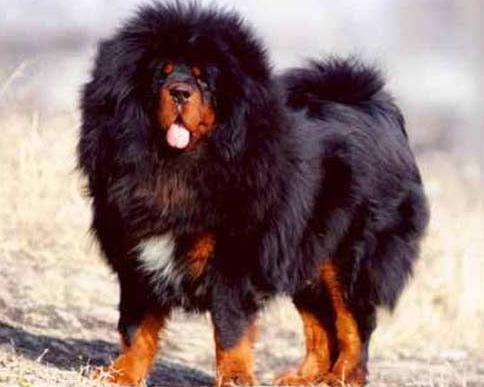 犬种百科德牧犬,犬种百科之安纳托利亚牧羊犬