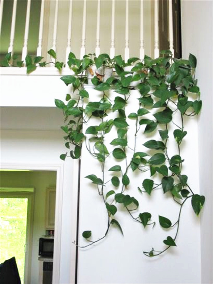 养花小妙招绿萝不生根杀虫,养花大全绿萝不长根