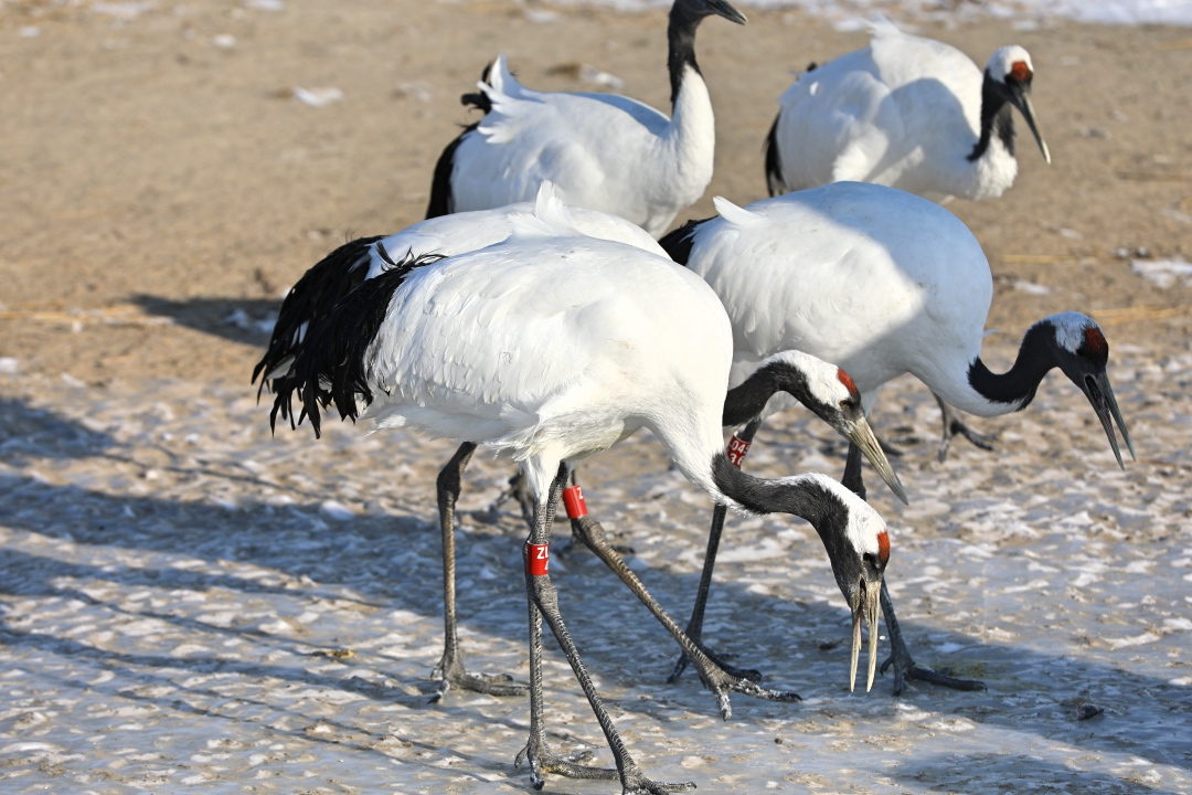 齐齐哈尔附近一日游,齐齐哈尔景点一日游路线