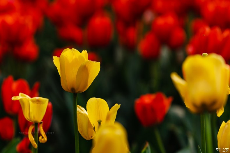 家乡之美美篇,家乡之美原唱完整版