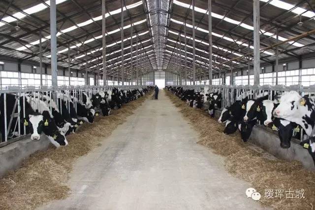 奶粉市场调查与分析,黑龙江黑河奶粉