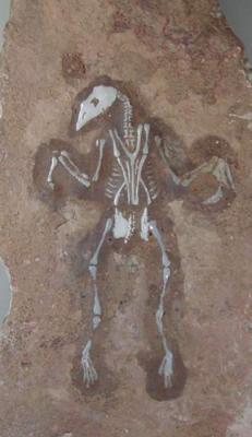 这才是真正的奇石,真正的奇石都是什么样子的