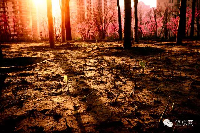 如果有人说“望京什么破地儿?”就把这条微信甩给他