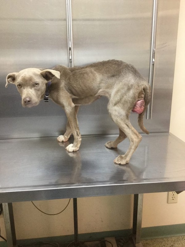 他们想这只狗一定恨透人类，但这名兽医进入狗笼后，证明了一件事