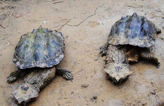 亚马逊绿森蚺纪录片完整版,亚马逊绿森蚺超大视频