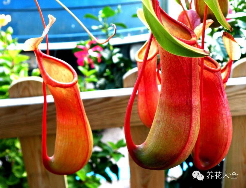 冷知识干货科普植物 (植物大战僵尸2冷门知识)