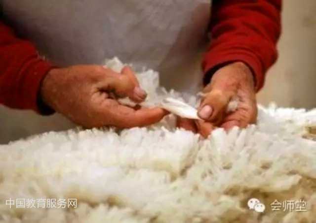 中国教育服务网：澳洲游记-羊毛是这样剪成的