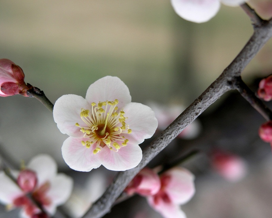 金刚菩提有几种品种图片,金刚菩提顶级品种