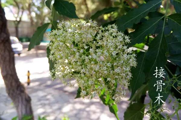 趣谈英文花名,趵突泉山大校区春天