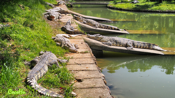 中南百草动物园,中南百草园萌宠乐园