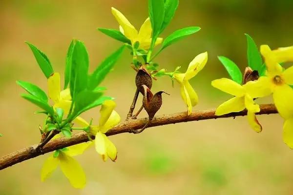 山西绛县连翘花在哪里,绛县看连翘花的地方