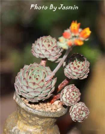 红梅多肉悬崖桩老桩,多肉老桩怎么养