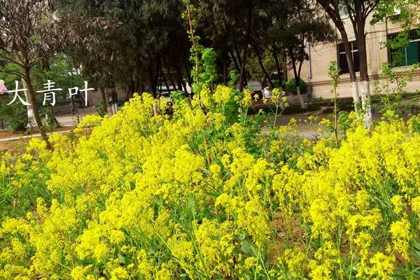 趣谈英文花名,趵突泉山大校区春天