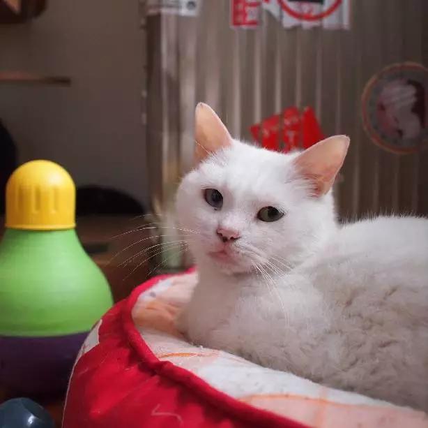 上海领养猫公益,上海领养狗狗店