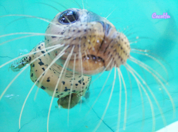 中南百草原景区动物园,中南百草原景区动物