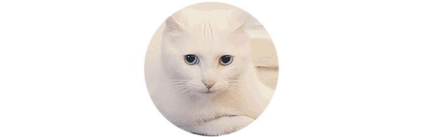 烤鱼一般啥鱼比较好吃,烤鱼吃哪种鱼比较好吃