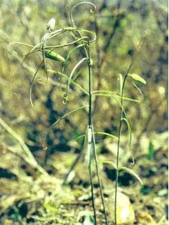 川贝母蒸雪梨止咳化痰做法,枇杷叶川贝母怎么煮水止咳
