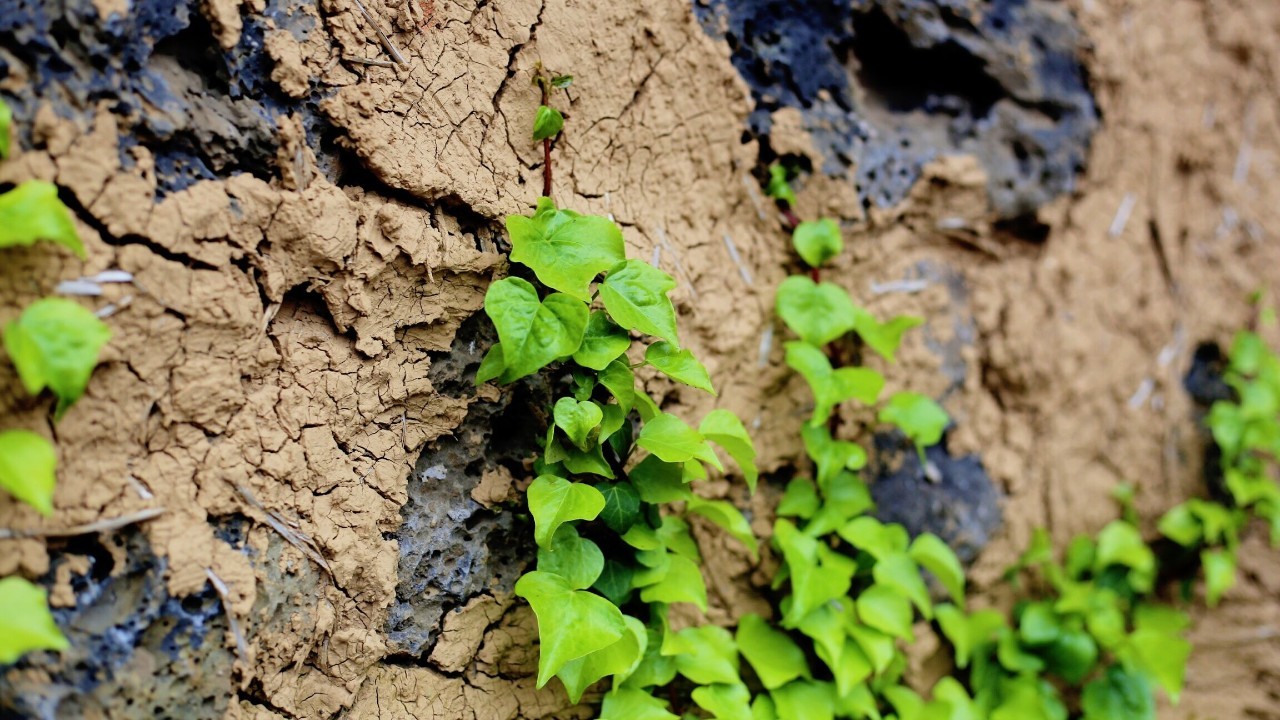 全过程记录,揭秘廉价济州岛跟团游背后的真相
