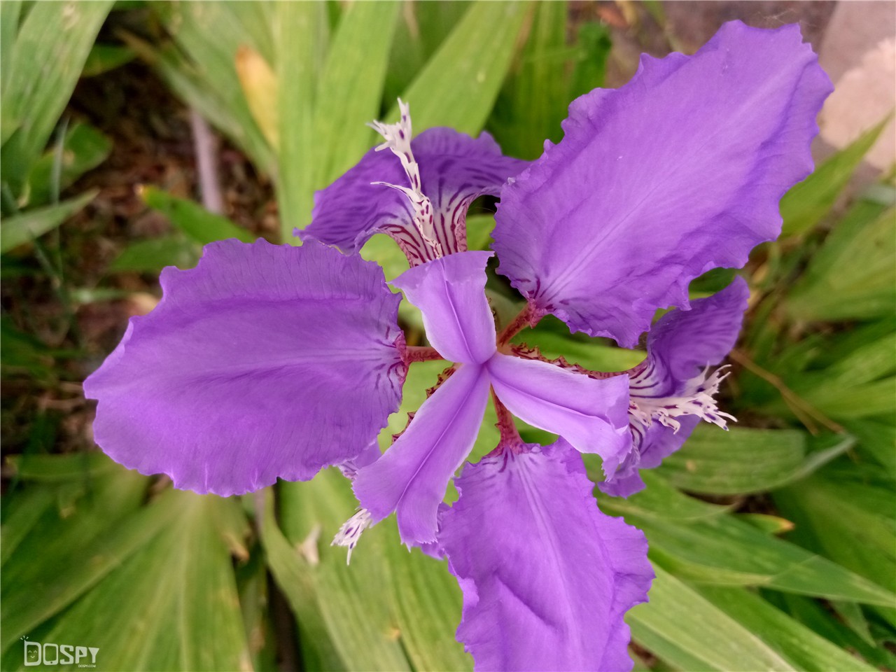 金立s8报价多少,金立s80性能