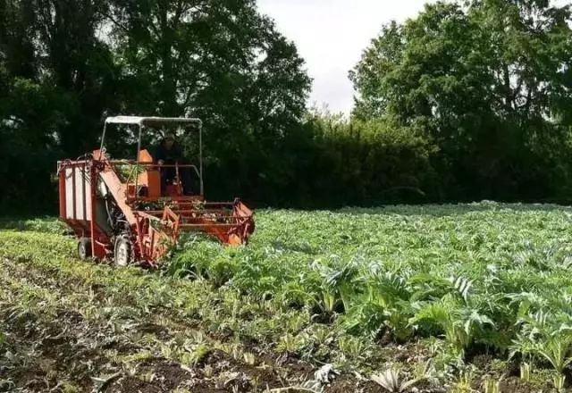 十斤红糖不如一口铁元,拯救黄脸婆全靠它了