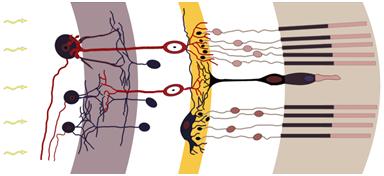 糖尿病研究新进展,糖尿病前沿