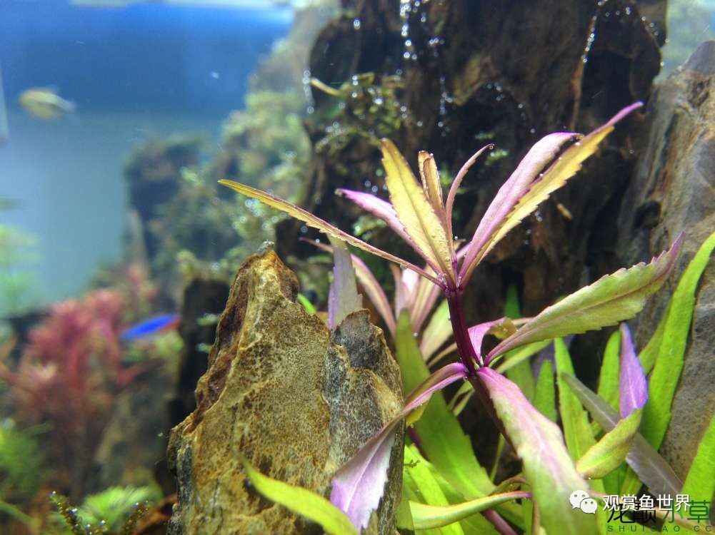 谦虚的新人晒一晒1米缸，“建缸”VS45天后（内涵多张细节图和详解！）