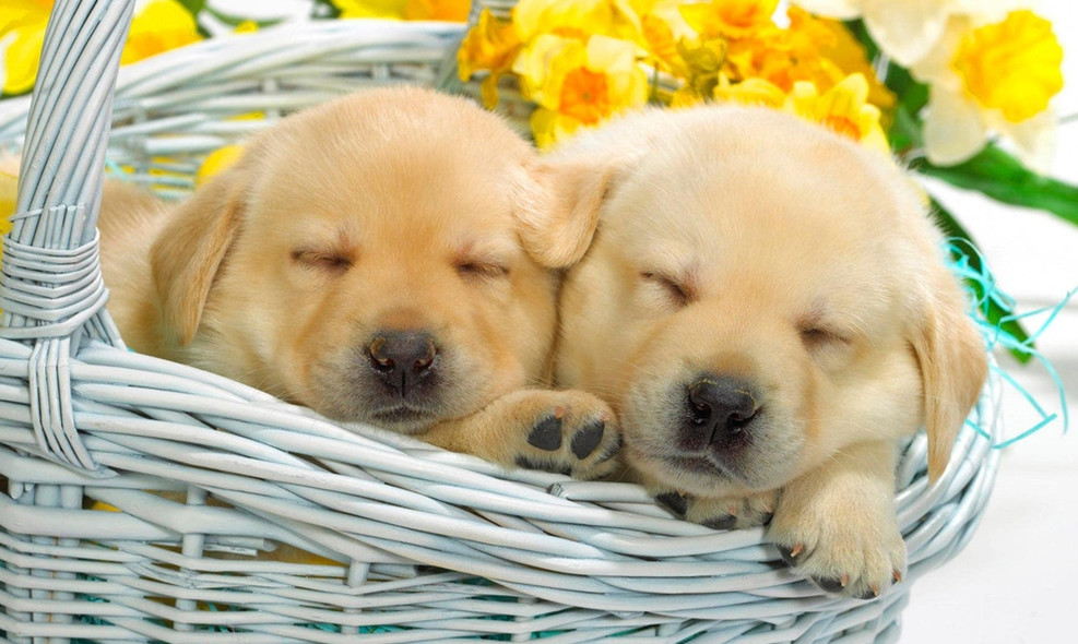 金毛犬犬类智商排名,犬类智商前二十排名