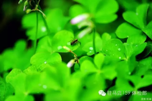 驻马店159是私人医院吗,驻马店159医院为啥改名