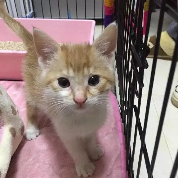 上海领养猫公益,上海领养狗狗店