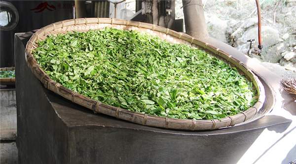 春茶之旅第二站：贡茶麻黑和新秀落水洞