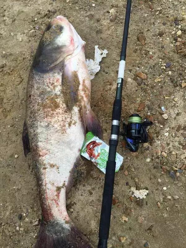 2017收官之作,FS传奇征战“沙场”,点兵大鲢鳙!20斤大鱼爽歪歪