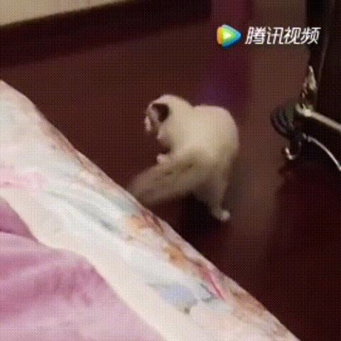 布偶猫繁育种猫怎么选,关于布偶猫的一些知识