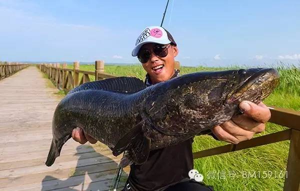 闆疯洐瑁呭閫夋嫨,缁忓吀鏁欏闆峰己瑁呭绡囦箣闆疯洐绯诲垪