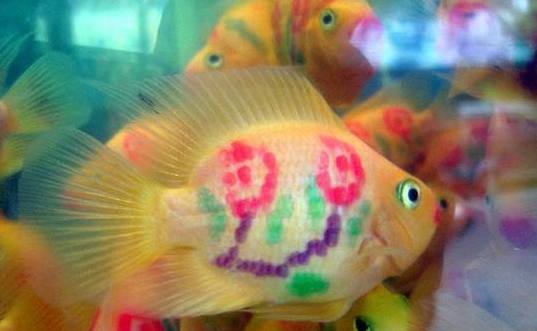 上班族养什么小宠物又便宜又好养,上班族养什么宠物又便宜又好养