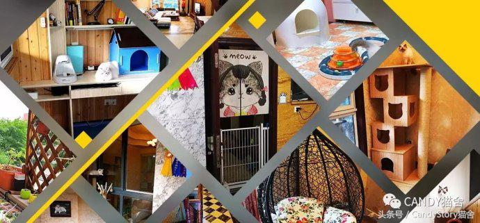 选猫需要问哪些问题,选猫英短重点