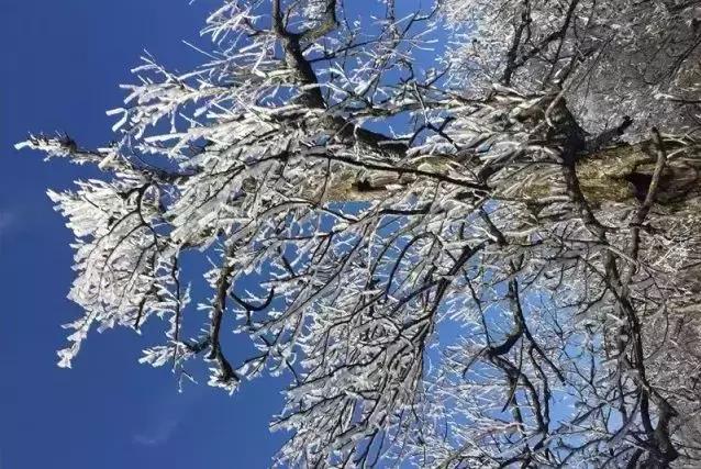 青山为伴！他在安吉龙王山留下的脚印，可绕地球一圈有余